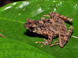 Image of Bourbon Toad