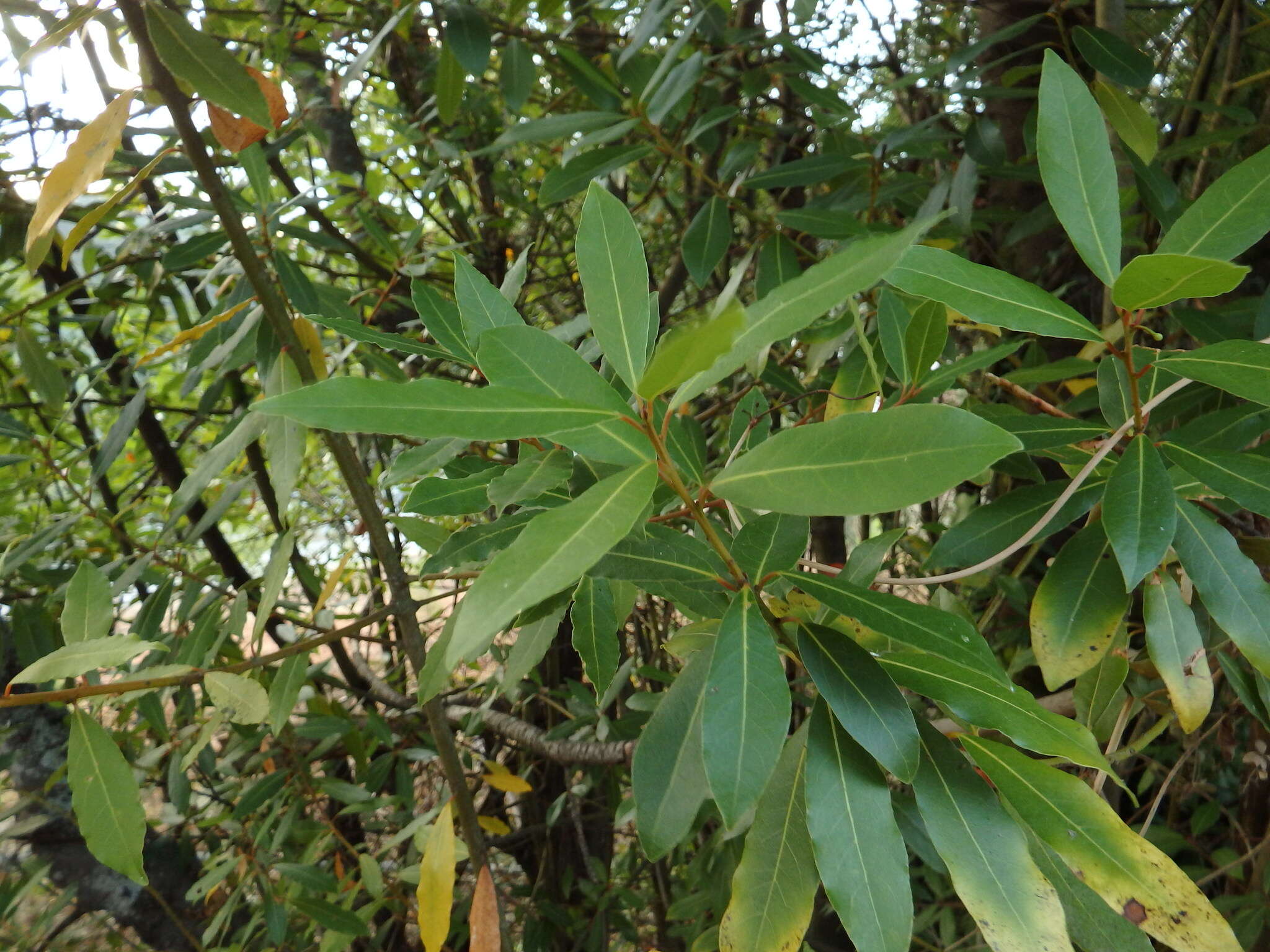 Image of laurel