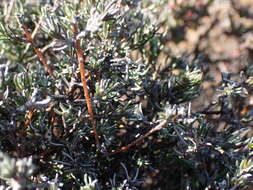 Amphiglossa tomentosa (Thunb.) Harv. resmi