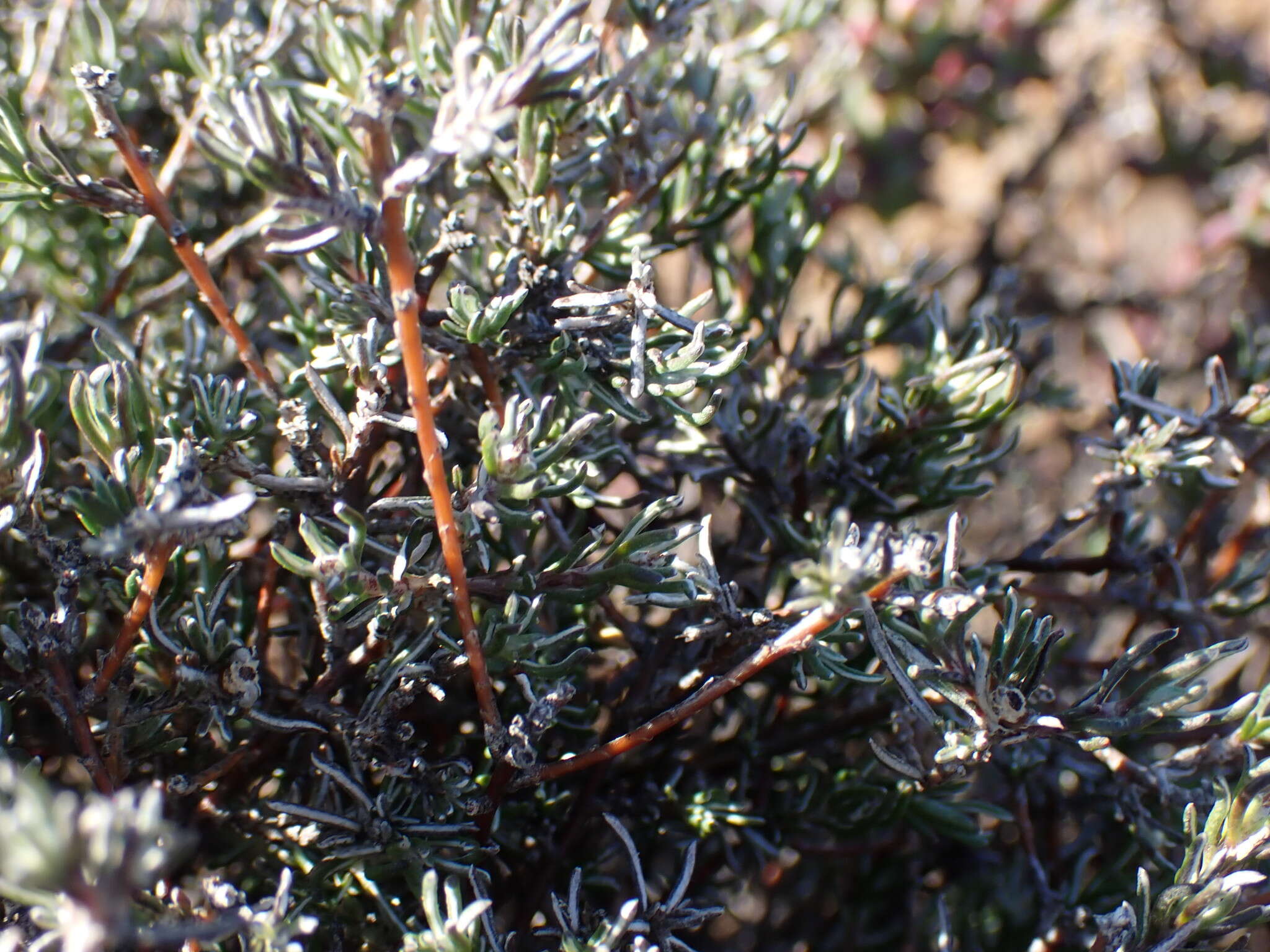 صورة Amphiglossa tomentosa (Thunb.) Harv.