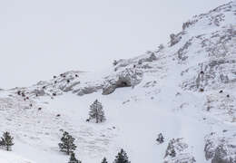 Image of Apennine chamois