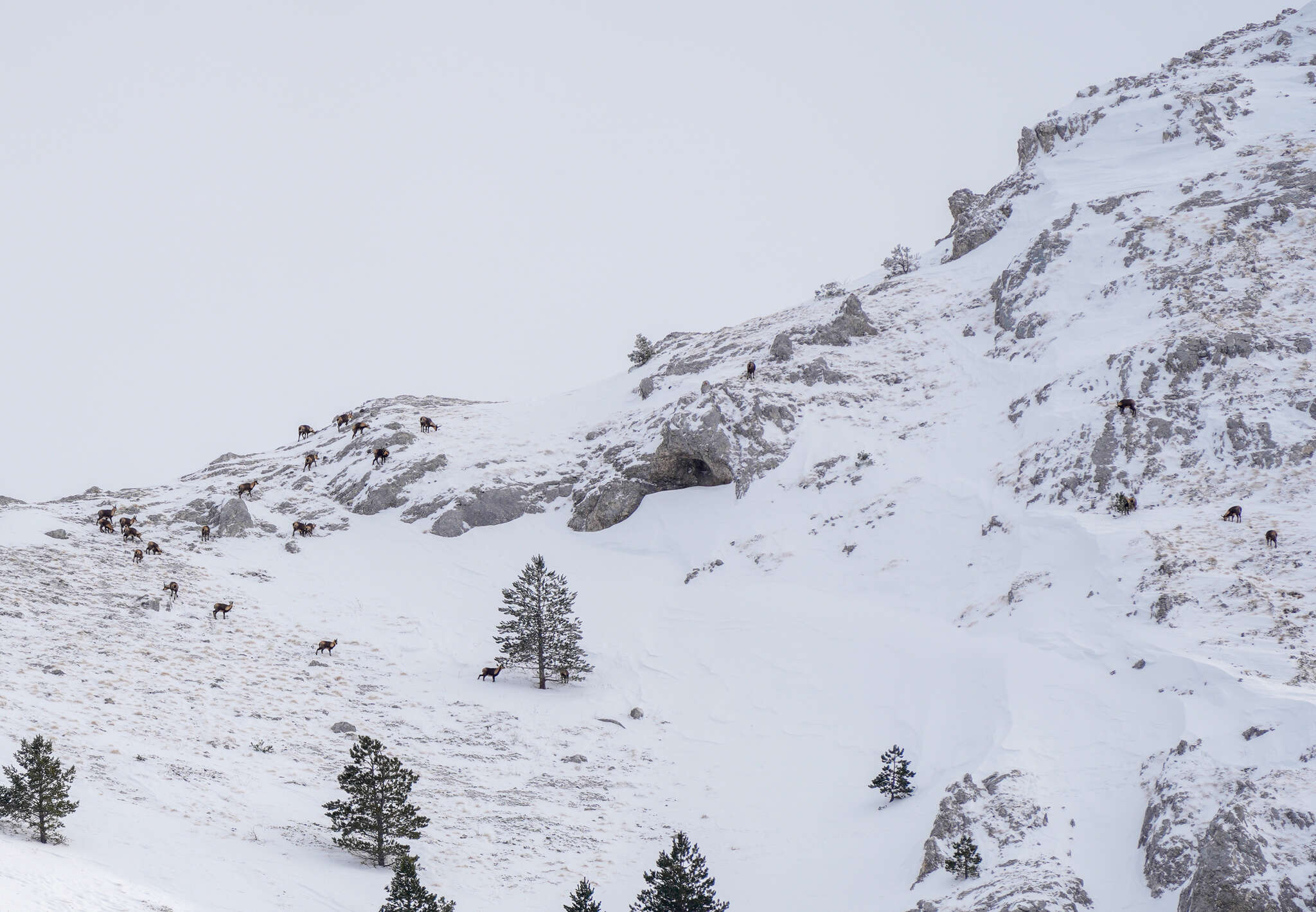 Image of Apennine chamois