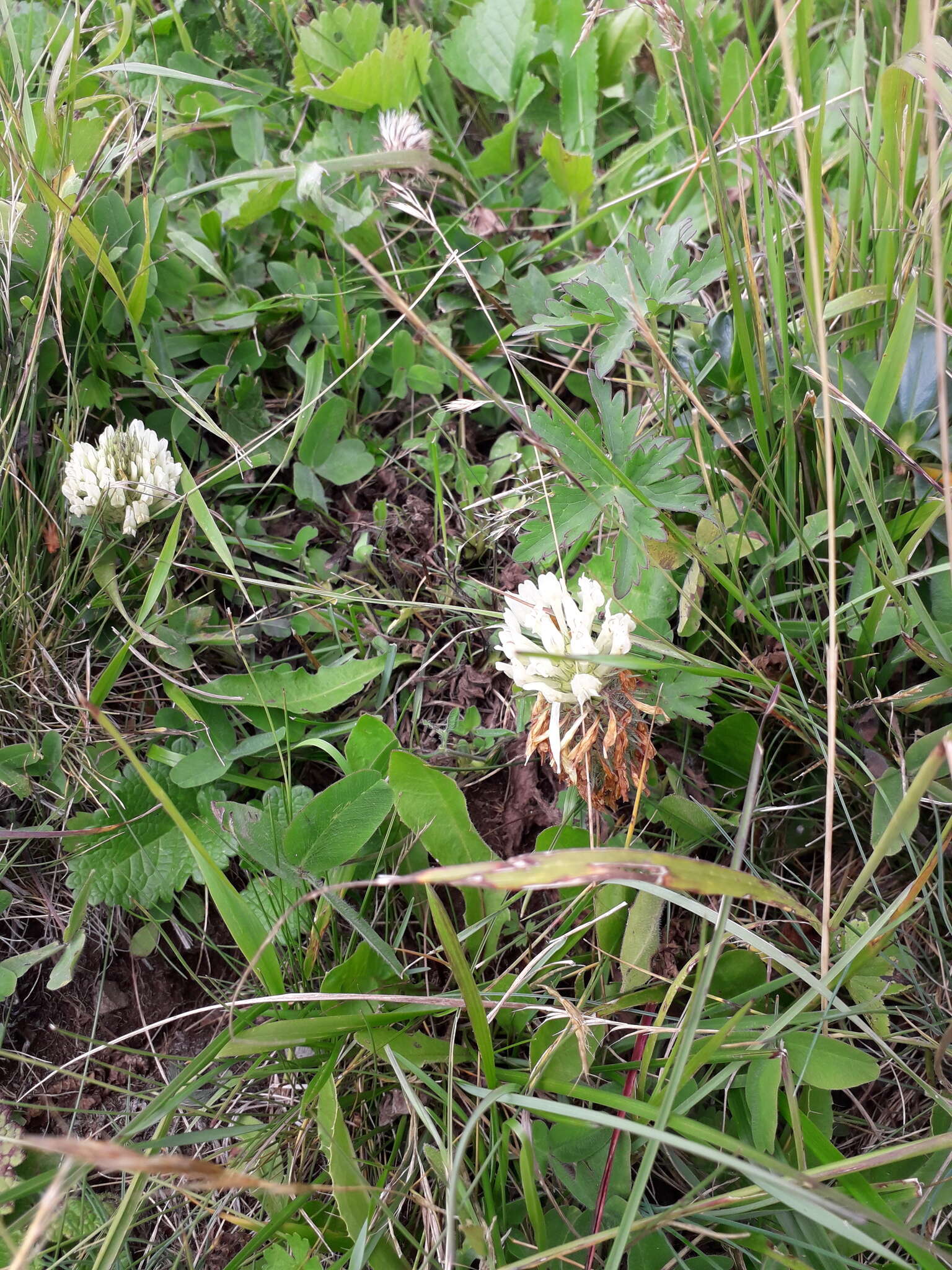 Слика од Trifolium canescens Willd.