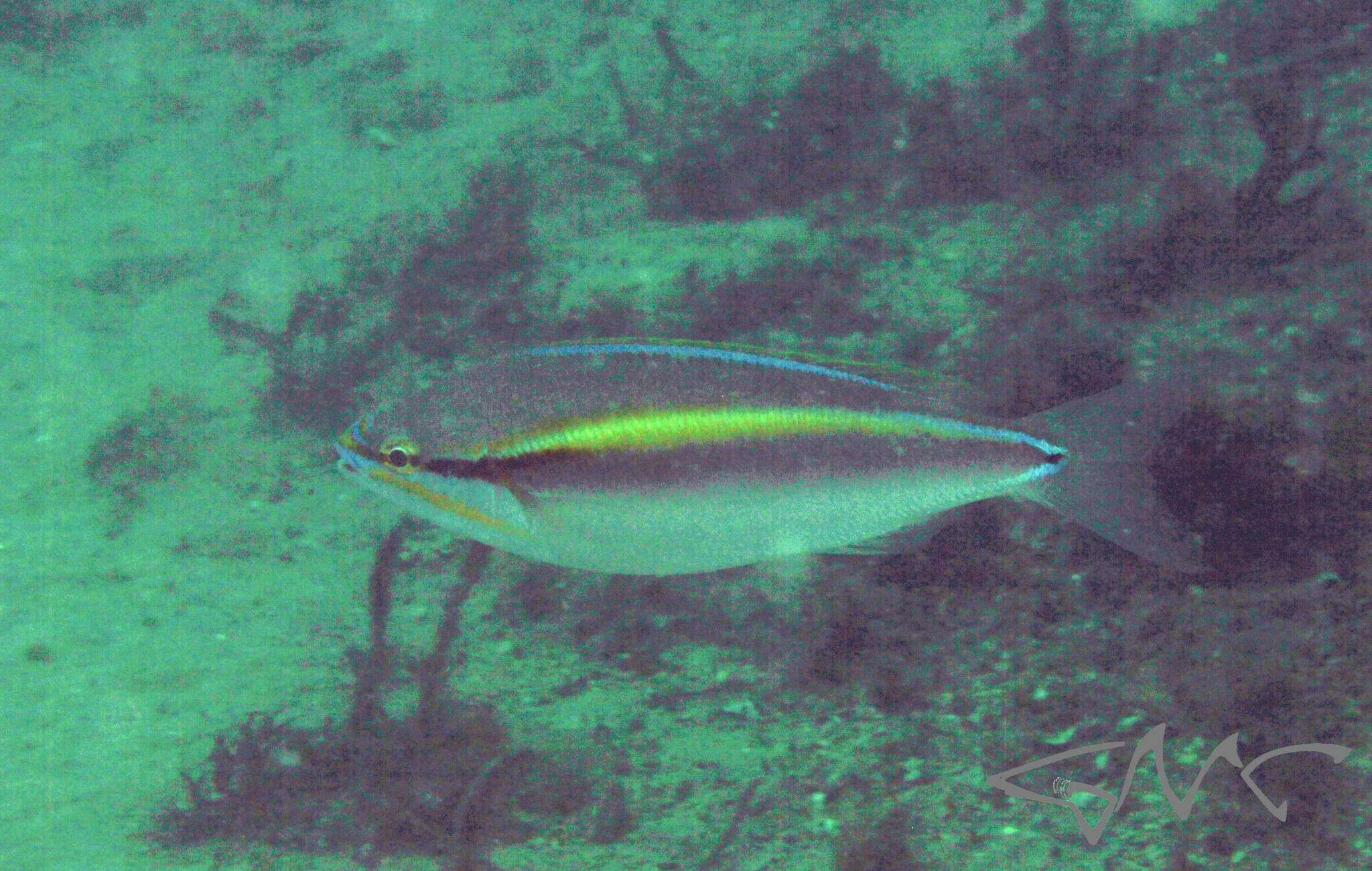 Image of Blue-faced whiptail