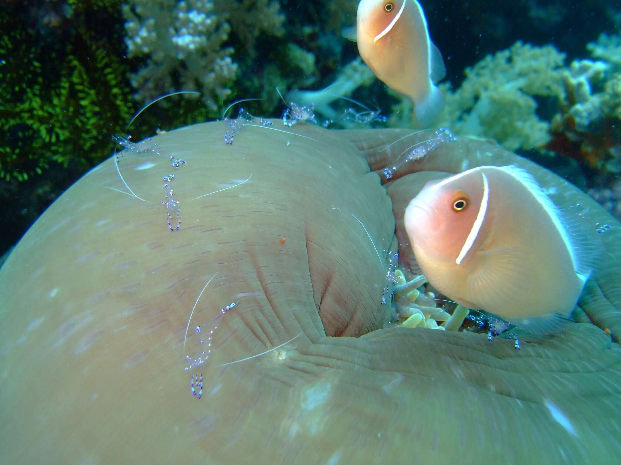 Image of Pink anemonefish