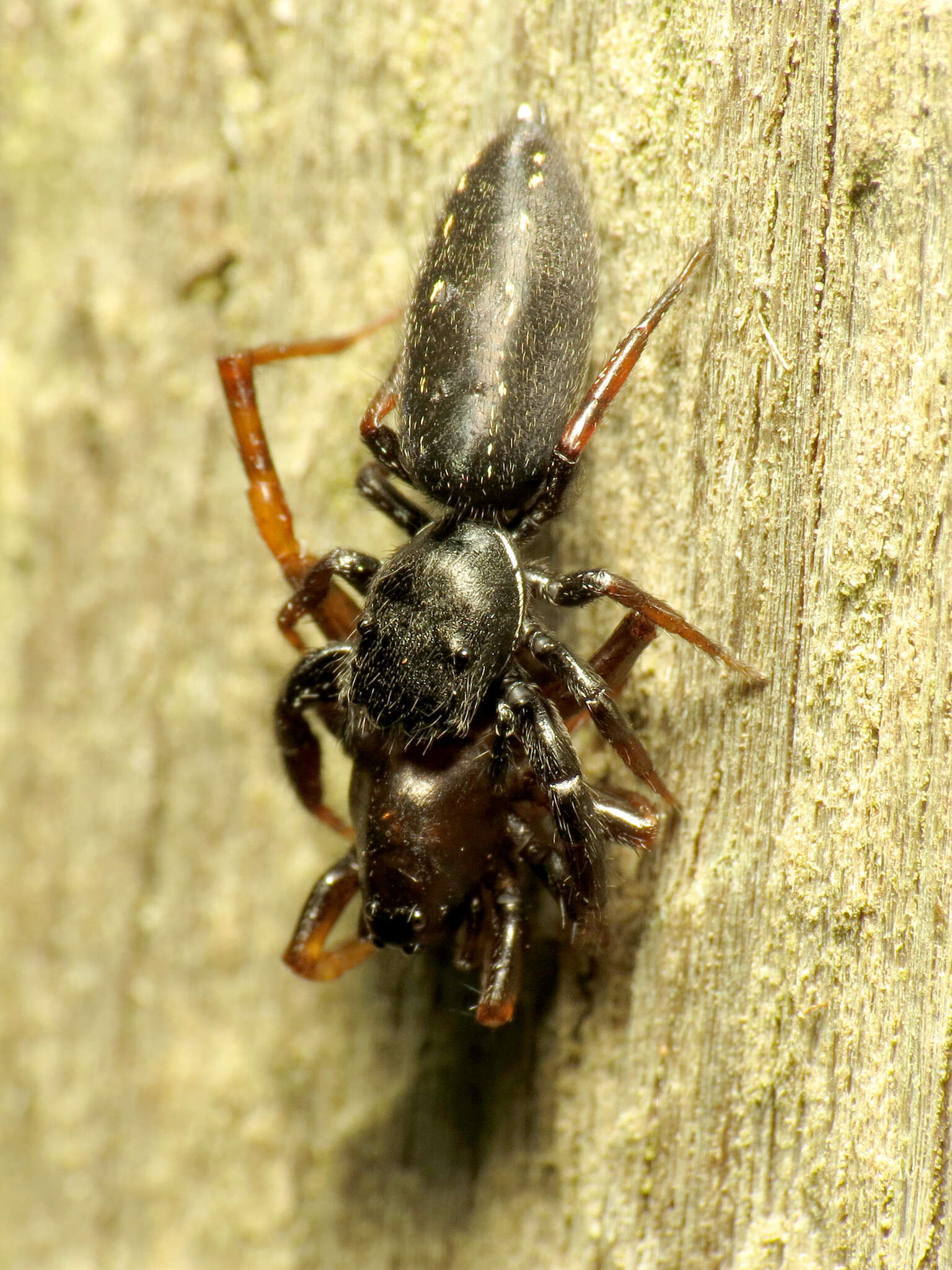 Image of Metacyrba taeniola (Hentz 1846)