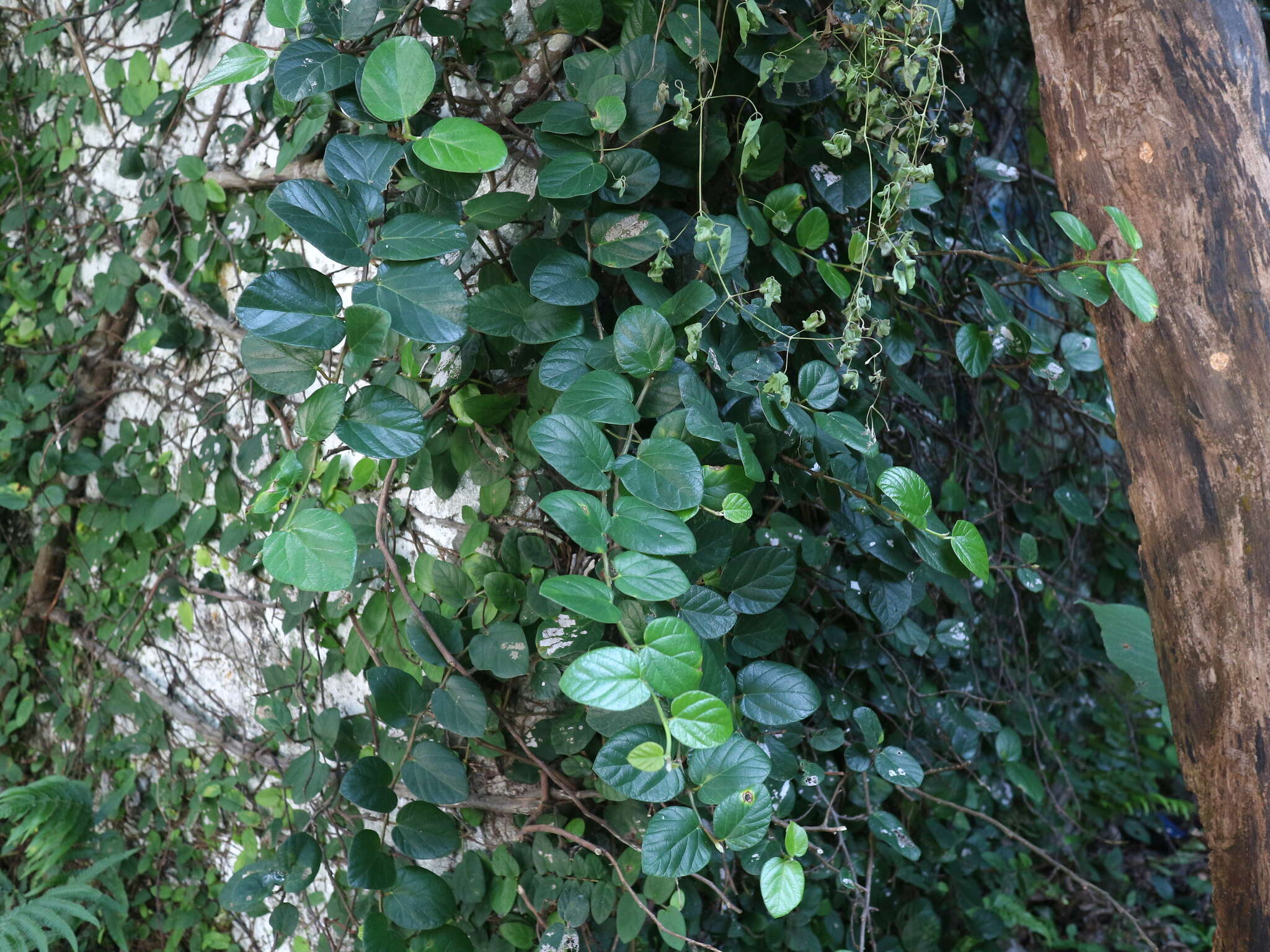 Image of Ficus trichocarpa Bl.