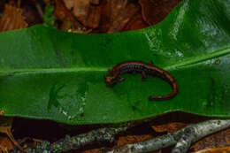 Image of Terrestrial splayfoot salamander