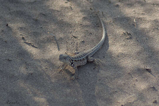 Image of Liolaemus grosseorum Etheridge 2001