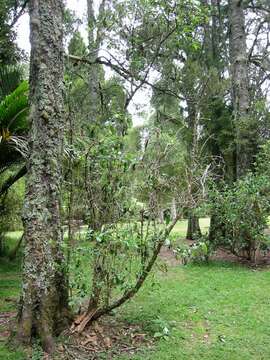 Image of Coprosma shoot borer moth