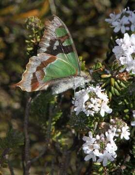 Image of Westringia senifolia F. Muell.