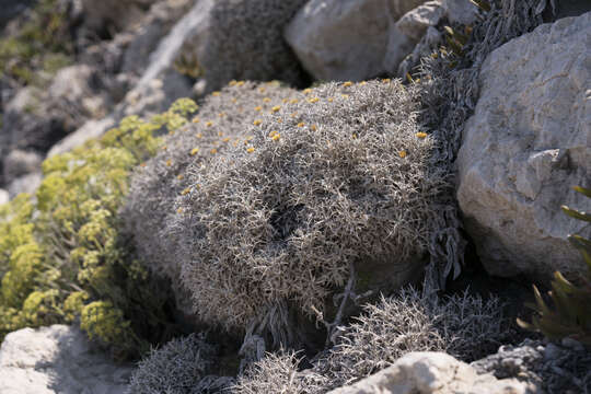 Image of Carlina tragacanthifolia Klatt