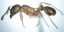 Image of European fire ant