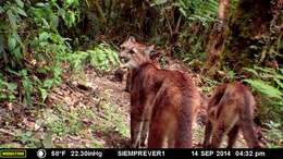 Imagem de Puma concolor concolor (Linnaeus 1771)