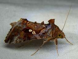 Image of Soybean Looper