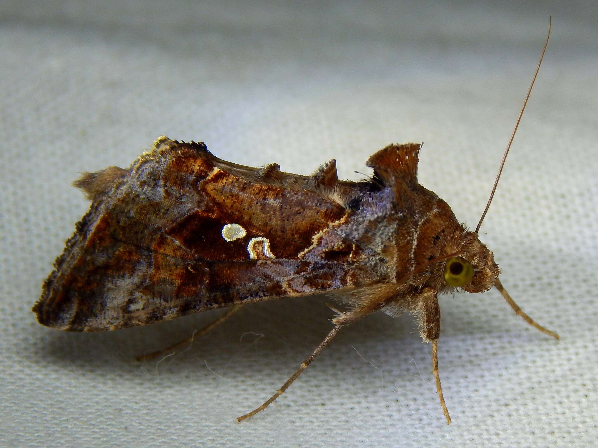 Image of Soybean Looper