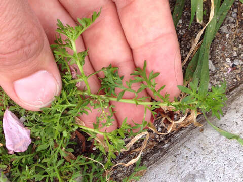 Image of Lesser swine-cress