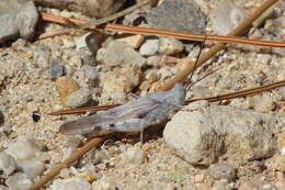 Trimerotropis titusi Caudell 1905 resmi