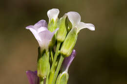 Image of Canadian Rockcress