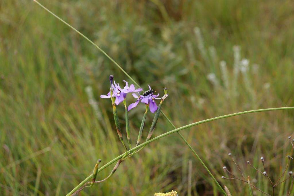 Moraea inclinata Goldblatt resmi