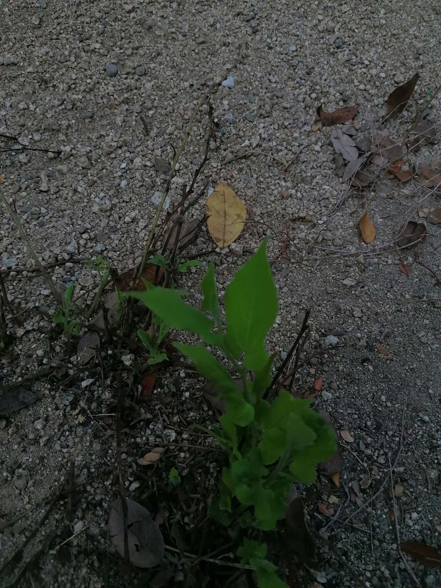 Image of Aristolochia nelsonii Eastwood