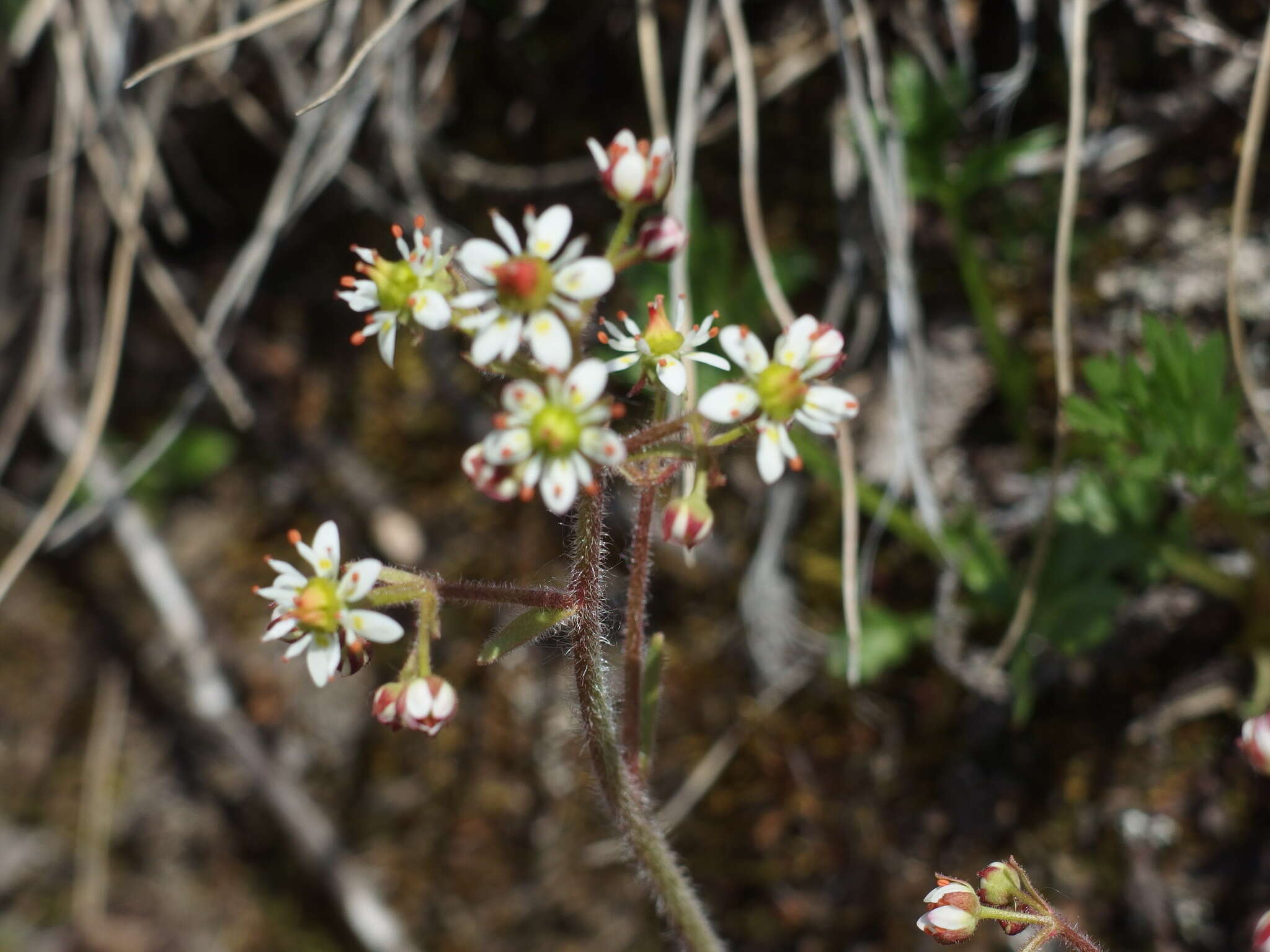 Plancia ëd Micranthes reflexa (Hook.) Small