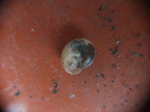 Image of girdled snail