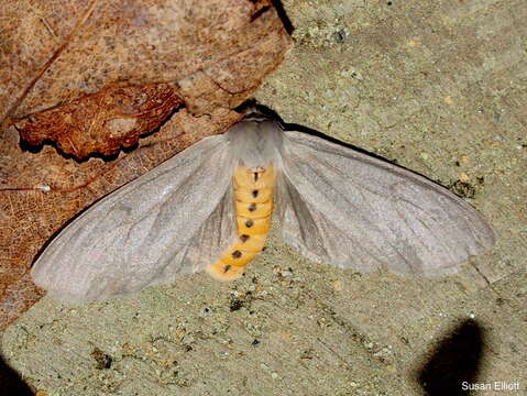 Image of Milkweed Tussock Moth