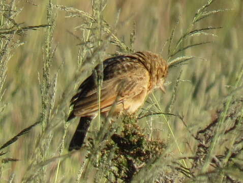 Image of Mirafra fasciolata fasciolata (Sundevall 1850)