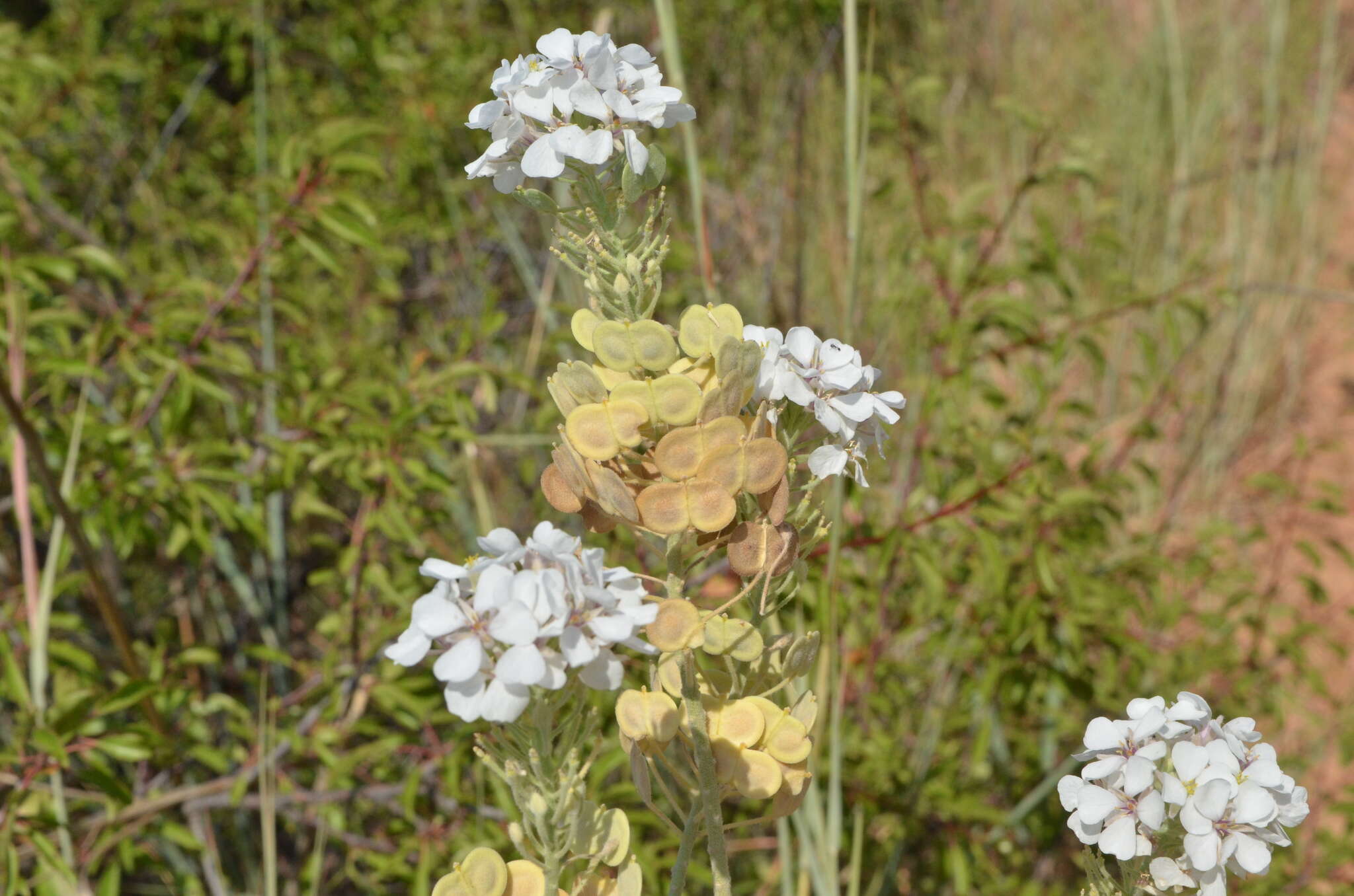 Dimorphocarpa candicans (Raf.) Rollins的圖片