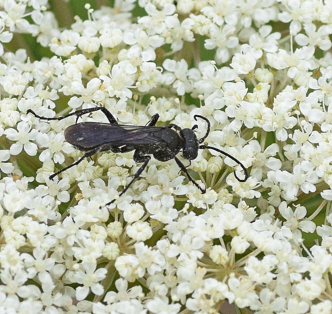 Anoplius nigerrimus (Scopoli 1763) resmi