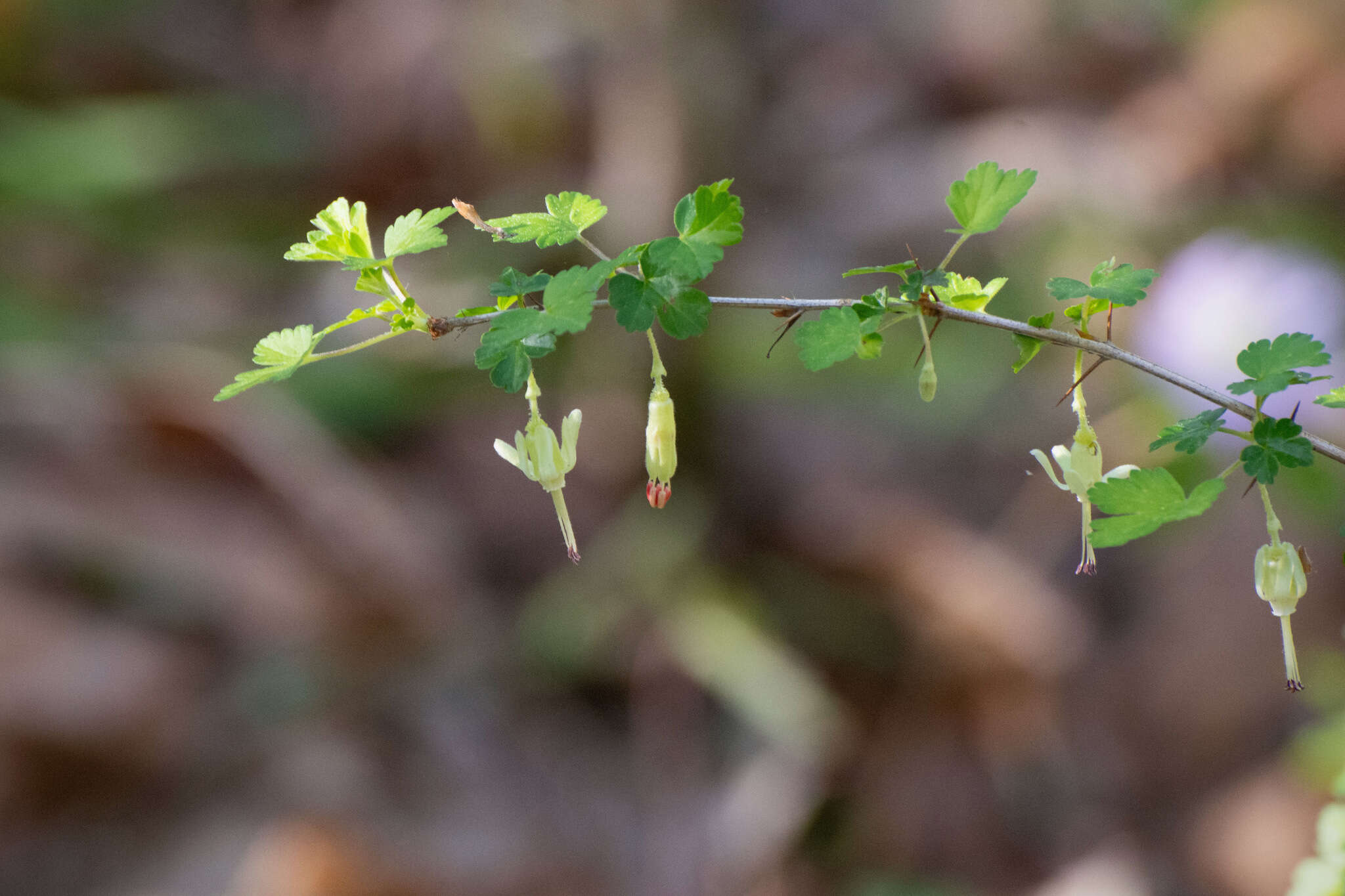 Image of Miccosukee gooseberry