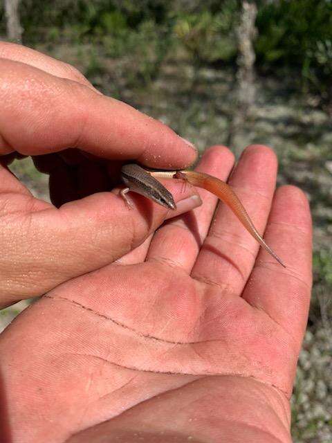 Image of Bluetail Mole Skink