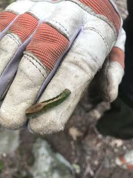 Acronicta lithospila Grote 1874的圖片