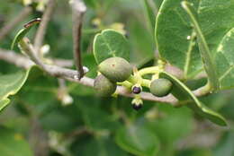 Image of Noronhia foveolata (E. Mey.) Hong-Wa & Besnard