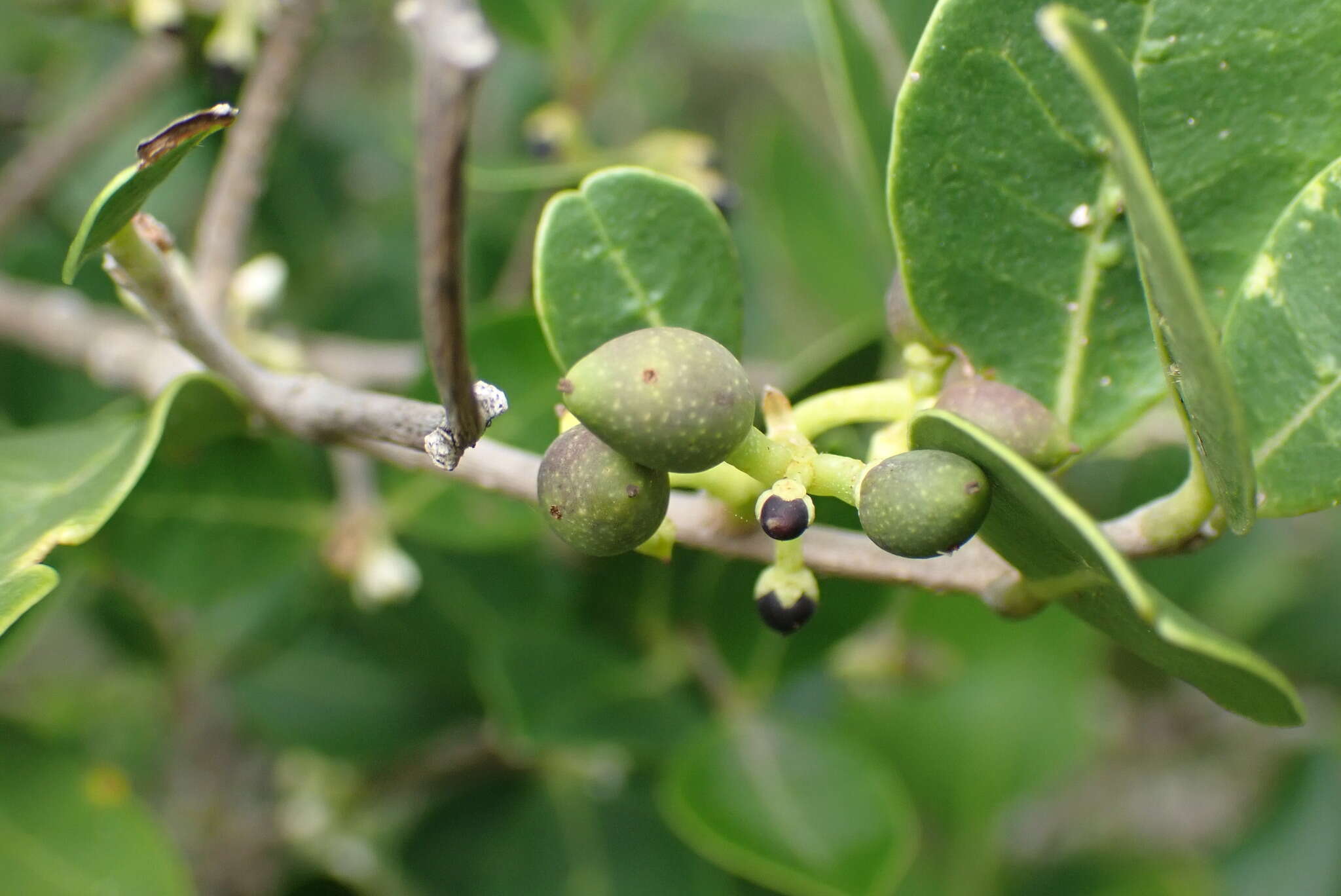 Image of Noronhia foveolata (E. Mey.) Hong-Wa & Besnard