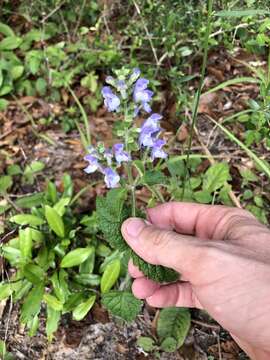 Image of hairy skullcap