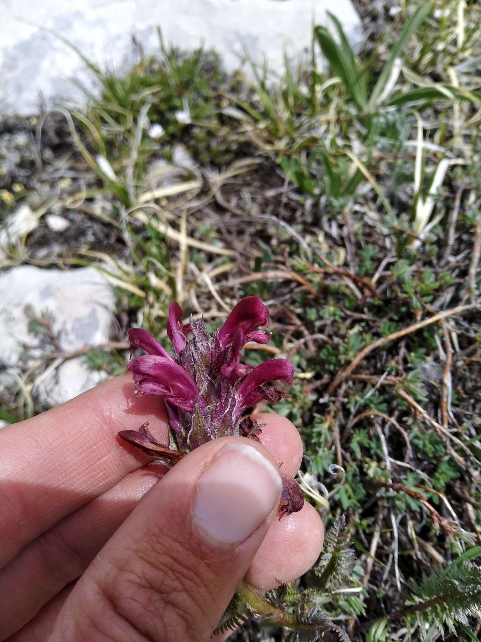 Imagem de Pedicularis cystopteridifolia Rydb.