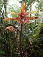 Image of Maxillaria striata Rolfe