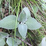 Image of <i>Coleus argentatus</i>