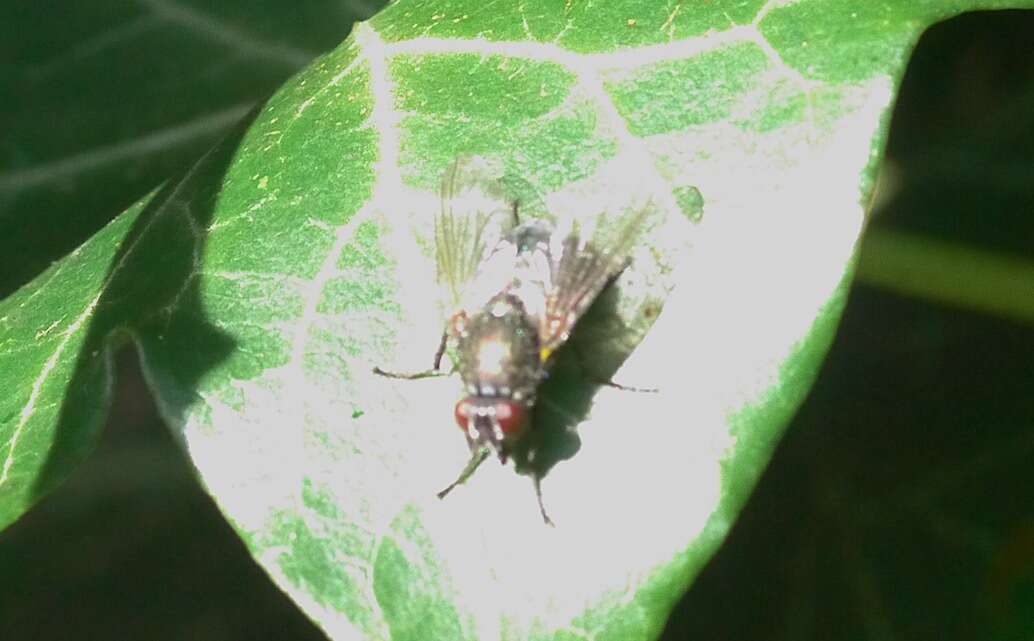 Eudasyphora cyanella (Meigen 1826) resmi