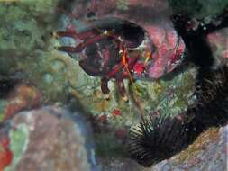 Image of orange claw hermit crab