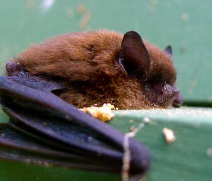 Image of California Myotis