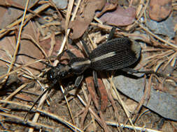 Image of Cypholoba rutata (Péringuey 1892)