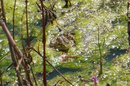 Sivun Lithobates montezumae (Baird 1854) kuva