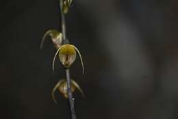 Imagem de Scaphosepalum antenniferum Rolfe