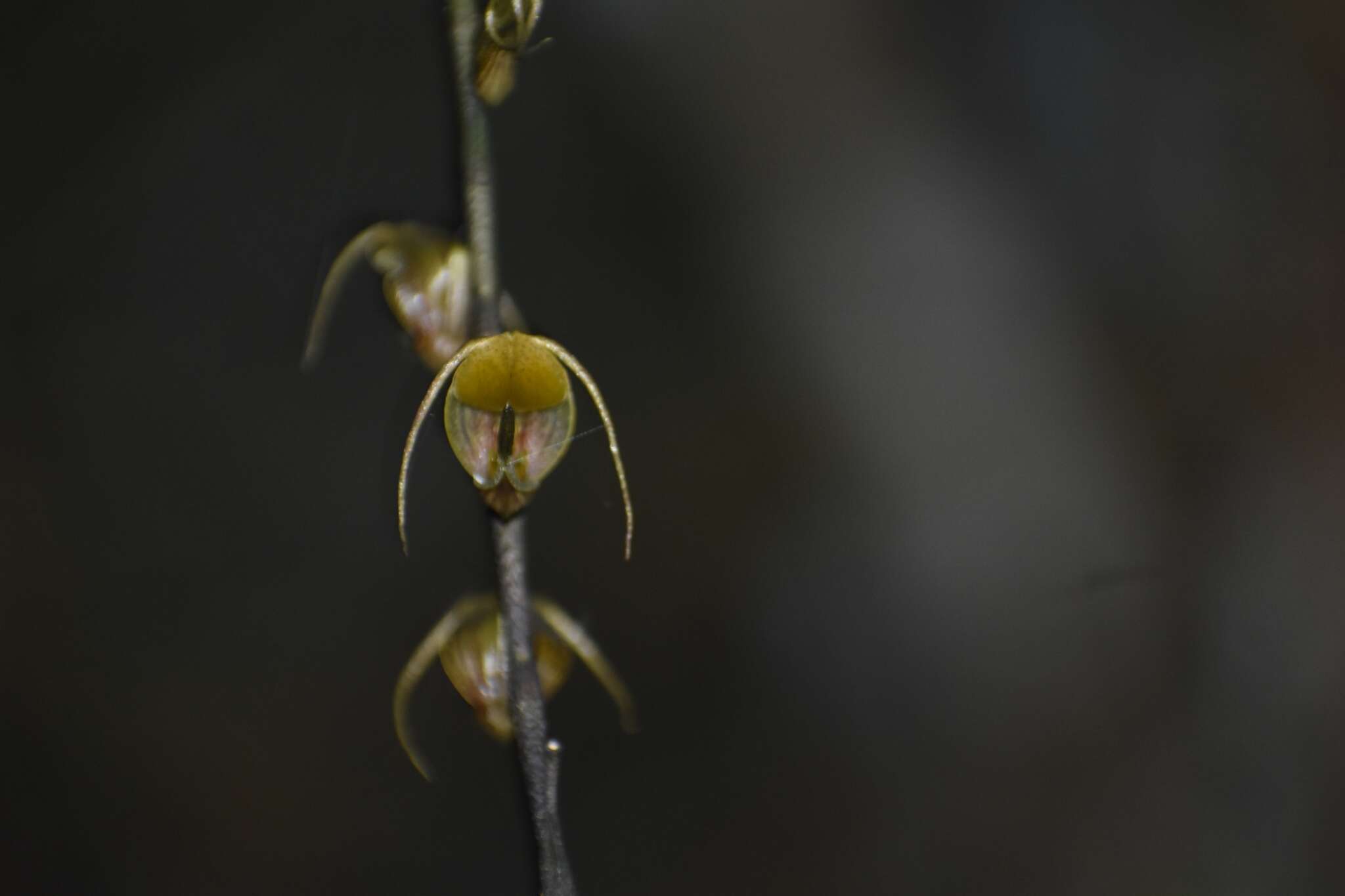 Image of Scaphosepalum antenniferum Rolfe