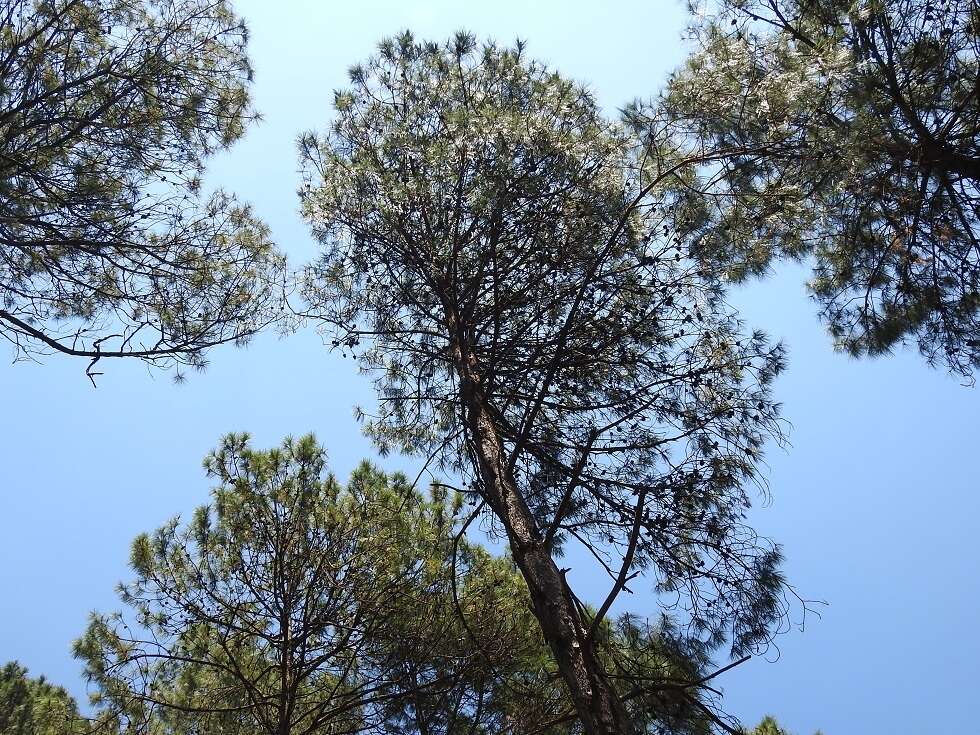 Image of Schwerdtfeger's Pine