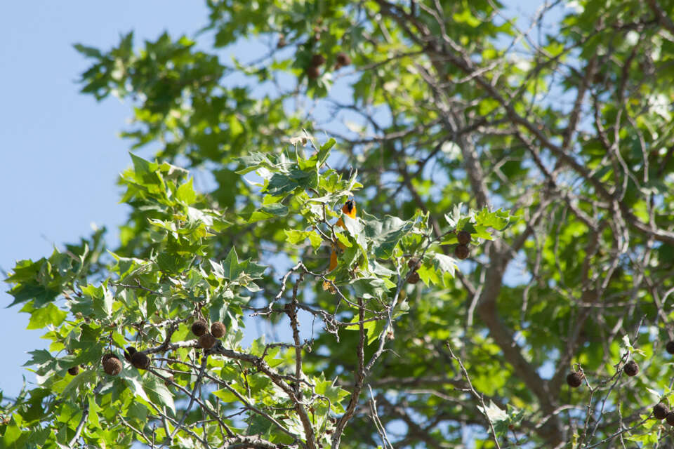 Image de Oriole de Bullock