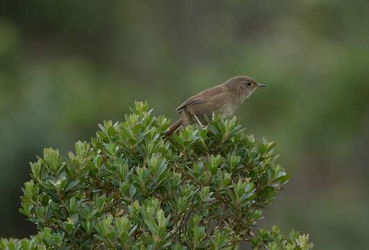 Image of Itatiaia Spinetail